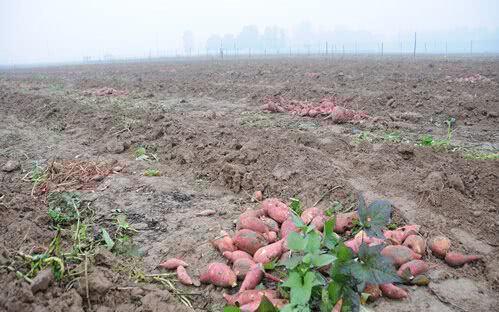 红薯滞销，汗水与泪水交织的秋收之痛