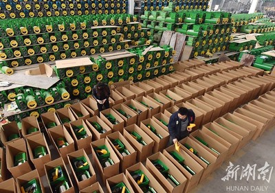 备战双十一，薯类产品销售攻略