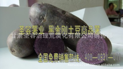 黑金刚土豆 荒漠化治理中的种植突破与品质保障