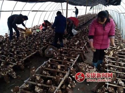 汉阴薯类销售 以“生态循环”撬动乡村振兴的路径调查